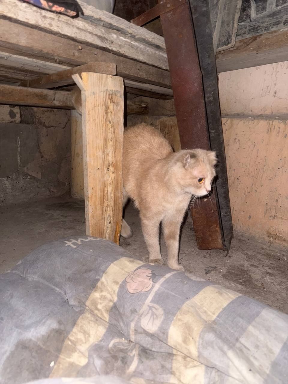 Вислоухий котик (мальчик )6 месяцев срочно