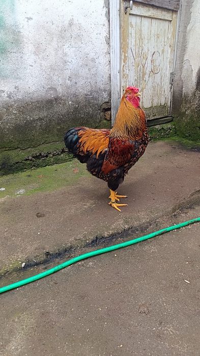 Cocoș wyandotte gsg