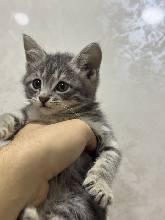 Зотдор мушукча сотилади