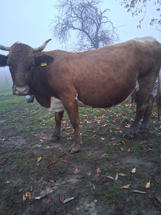 Vând vacă gestanta