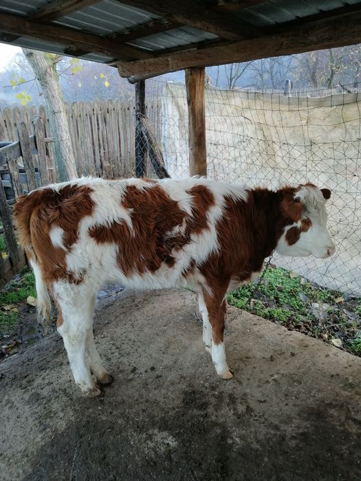 Vacă cu vițea de vînzare