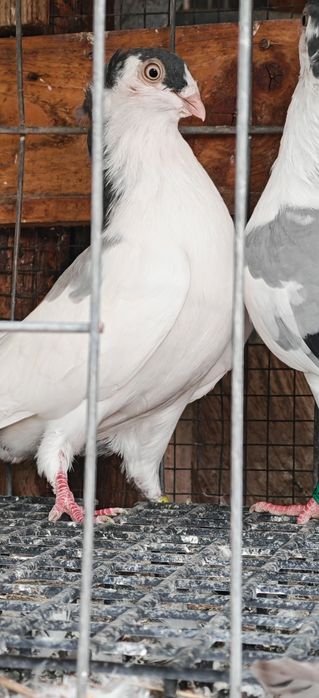 Porumbei Jucătorii de Galați