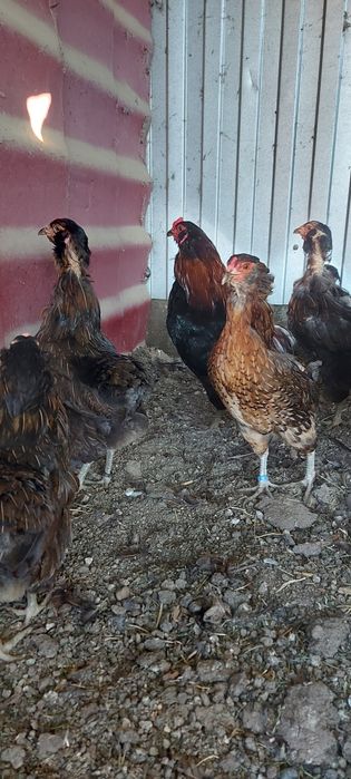 Disponibile gaini si cocosi araucana