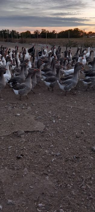 Vând gâște soi mare