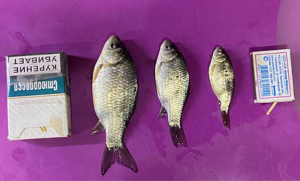 Живец карасик 90 тенге