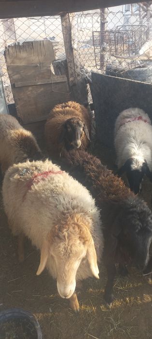 6 бас ұрғашы тоқтылар