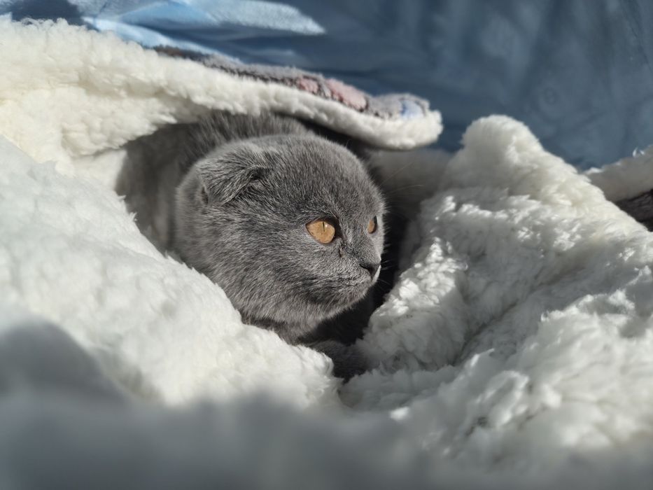 Британско женско коте на 2месеца