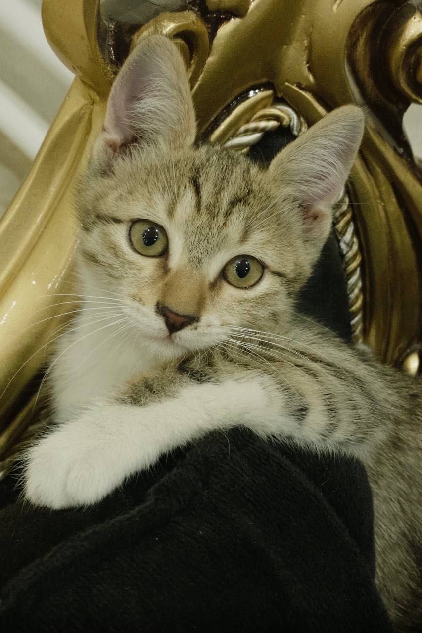 Маленькие котята