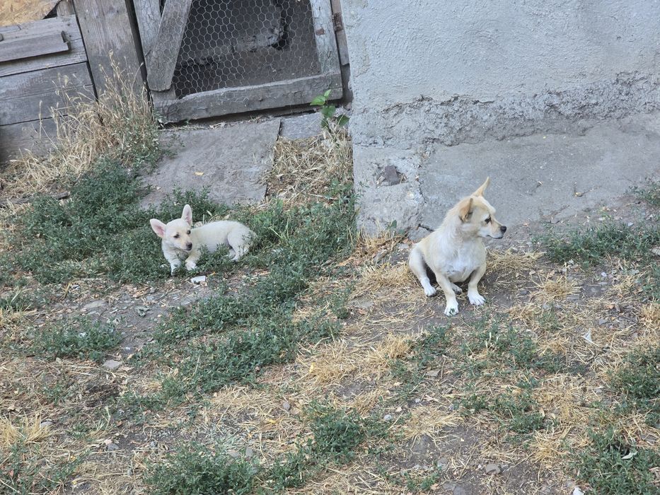 Donez câine de rasă mică