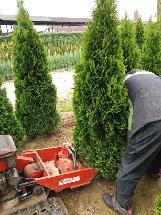 Vindem tuia smaragd de mai multe dimensiuni