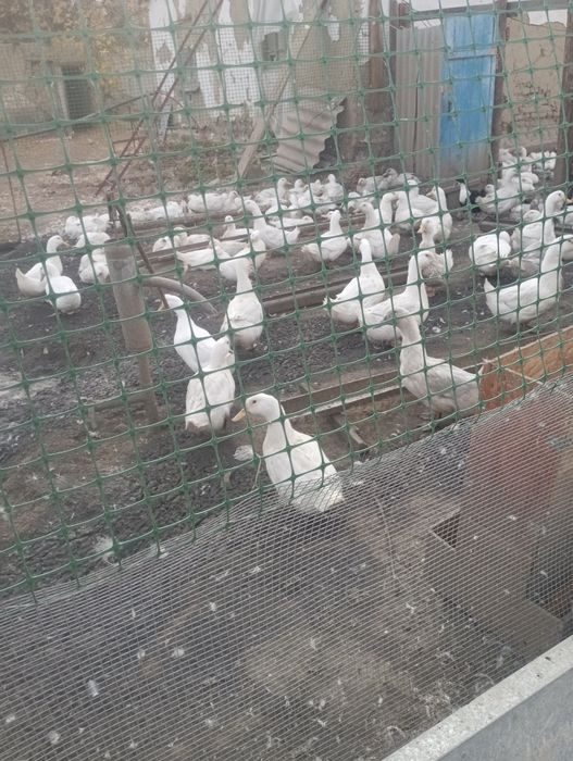 Продам уток живых