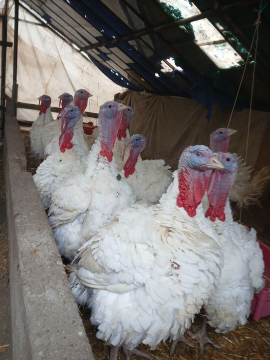 Curcani de tara pret 32 lei