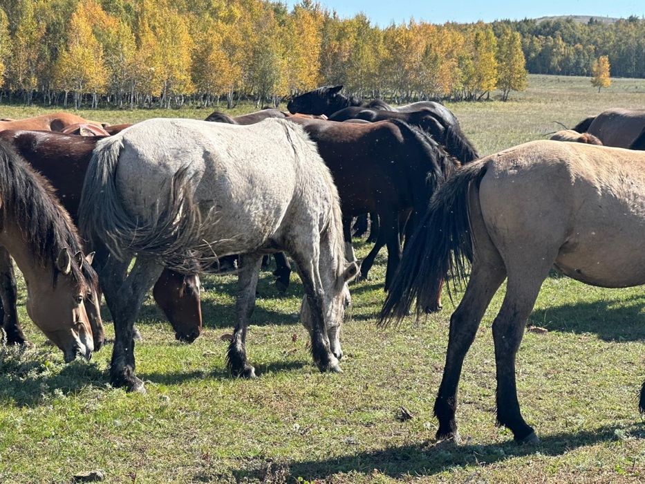 Продажа кабыл 8 шт