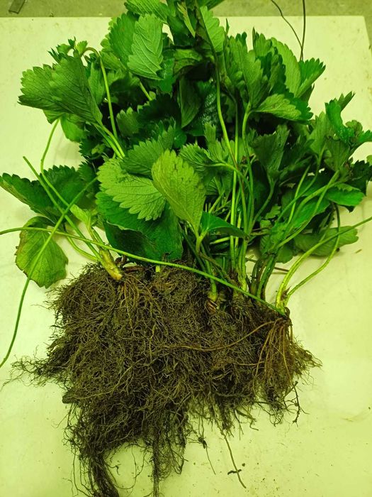 Stoloni de Căpșuni Remontant, Plante de Grădină Producător Certificat