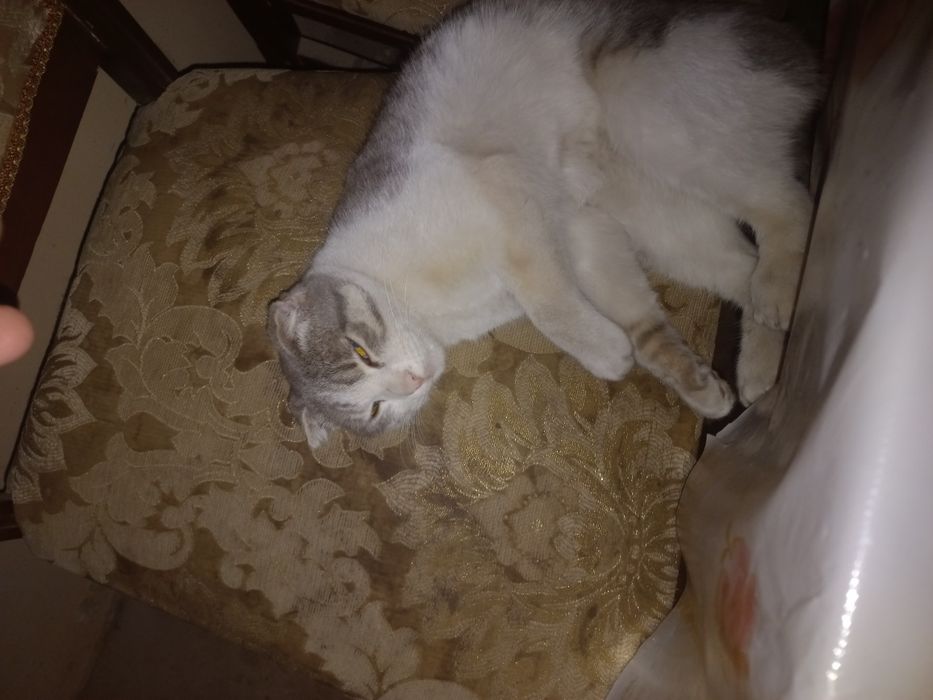 Продаётся шотландский вислоухий