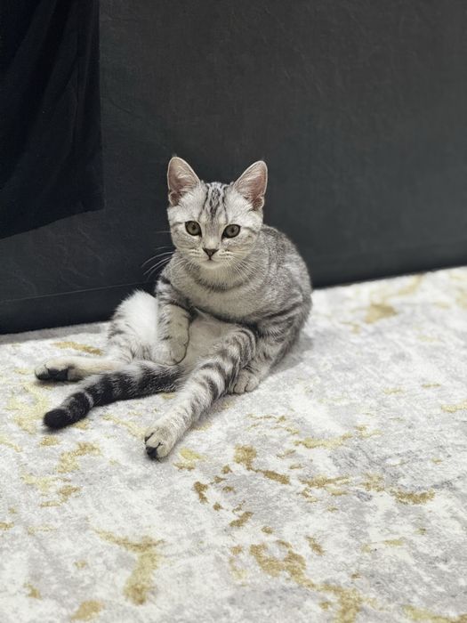 Скоттиш страйт продается кошка