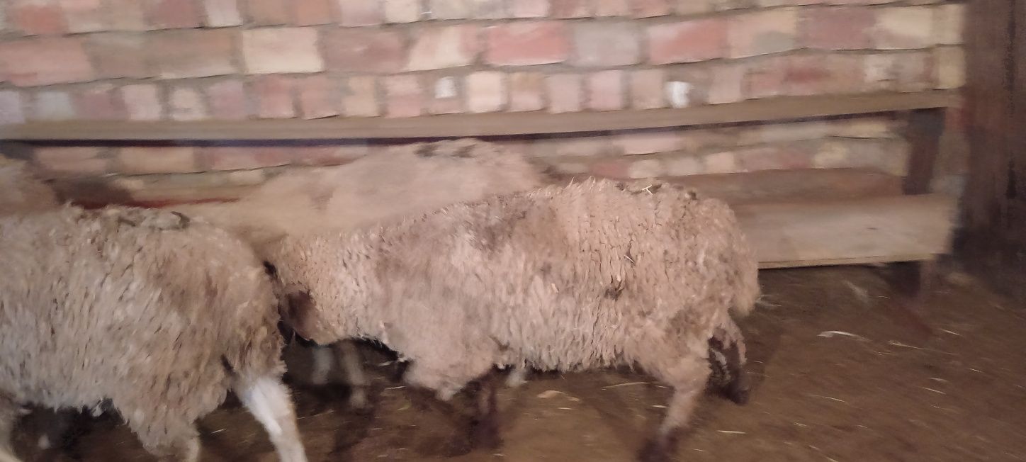 Кошкар молодняк от 75000 т.