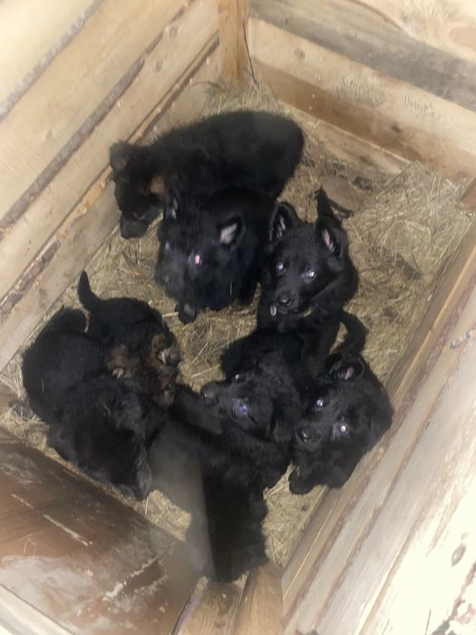 Щенки немецкий овчарки