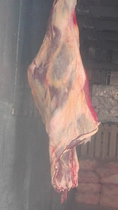 мясо говядины и конины