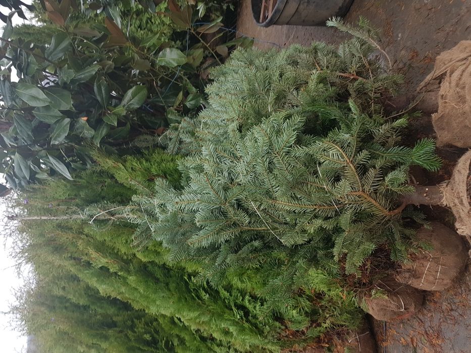 Tuia smarald 3m brazi arginti 2m