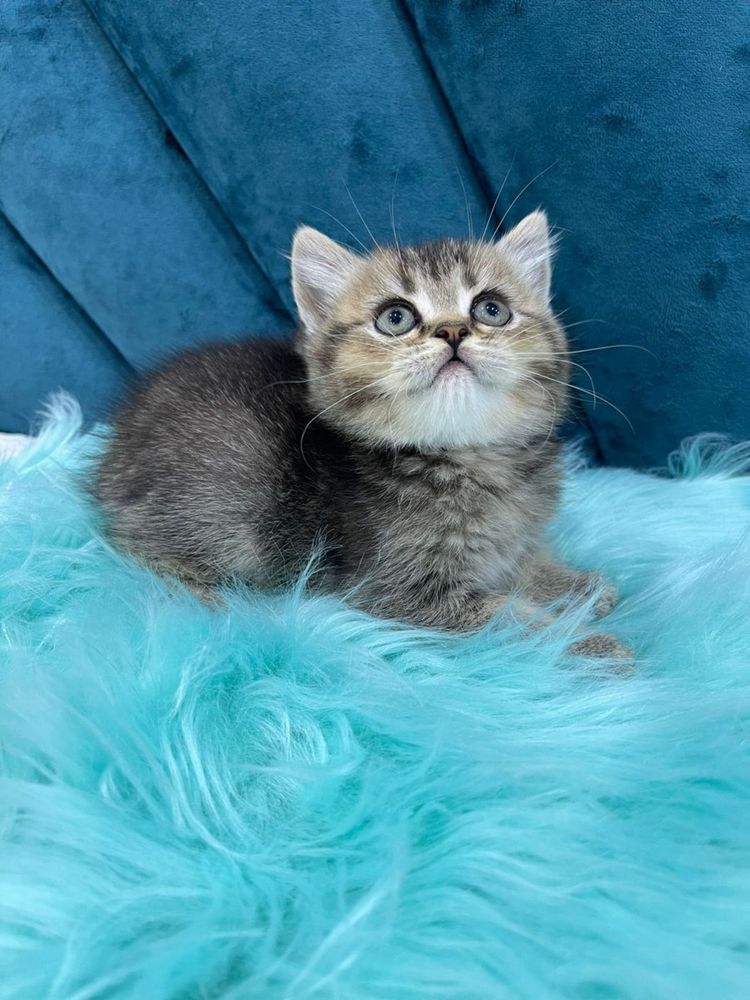 American shorthair puiut