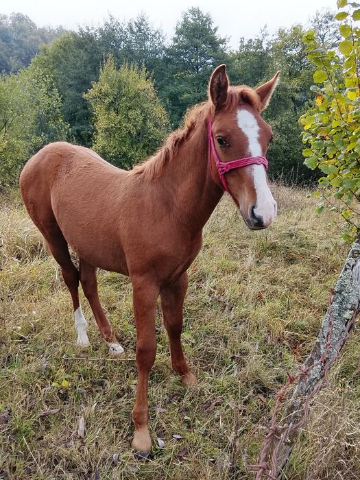Mânz , vârsta 6 luni