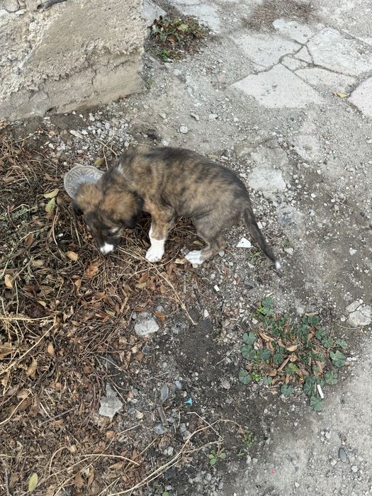 Бесплатно, добрым людям