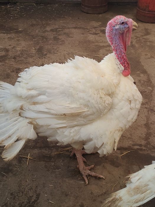 Vand curcani 5-8 kg - livrare gratuita in Bucuresti si Ilfov