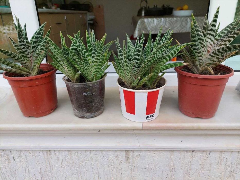 Продаю комнатные цветы