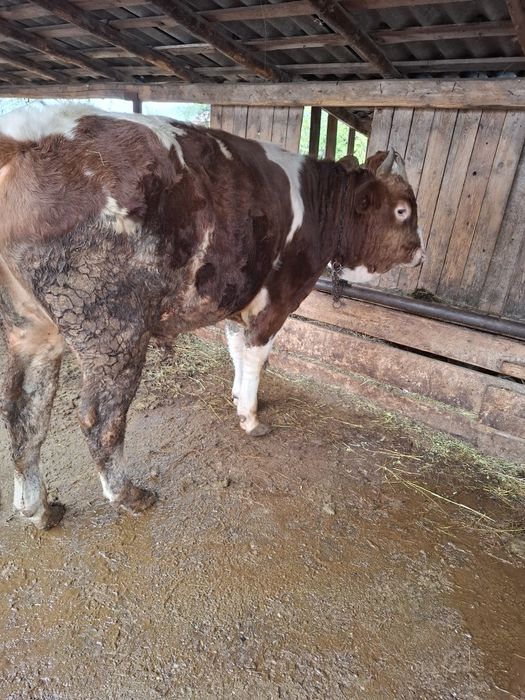 Vând vaca si taur de tăiat