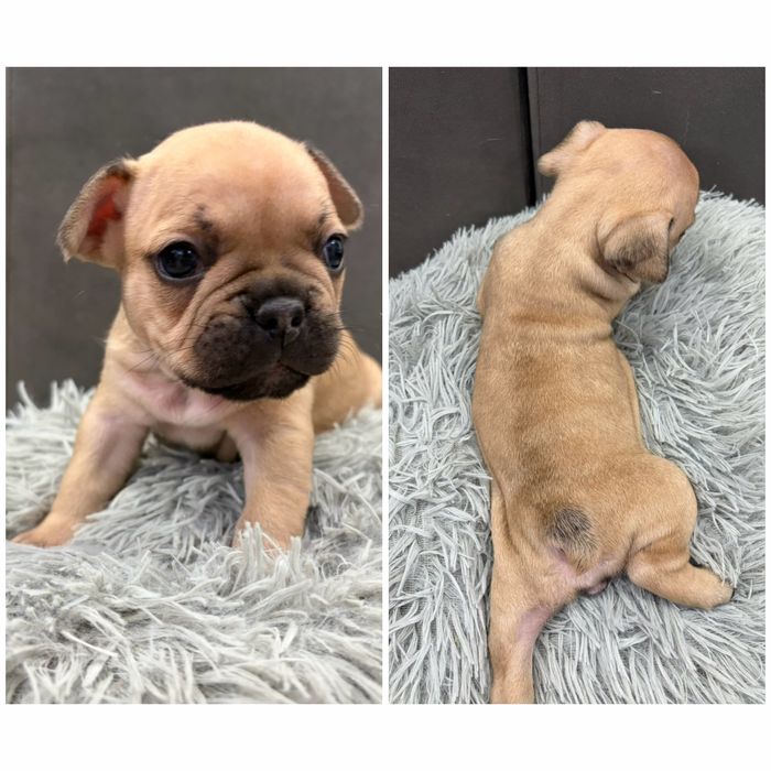 Френски булдог/малки кученца