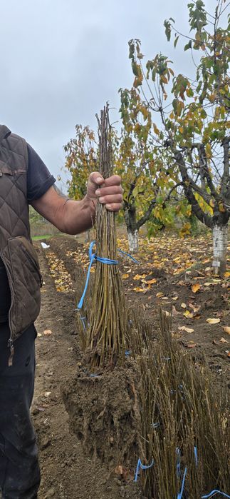 Подложки махалебка