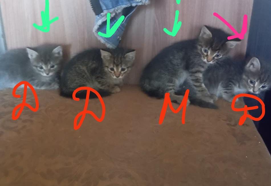 Отдам котят в добрые руки три девочки и один  мальчик