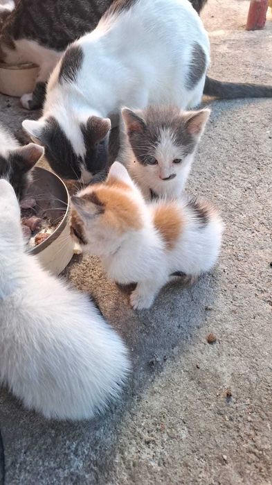 Pisicute apre adoptie