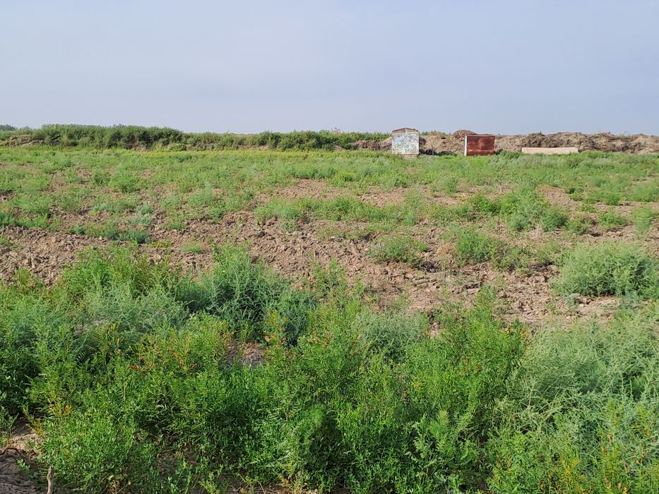 Егістікке арендаға жер беріледі.