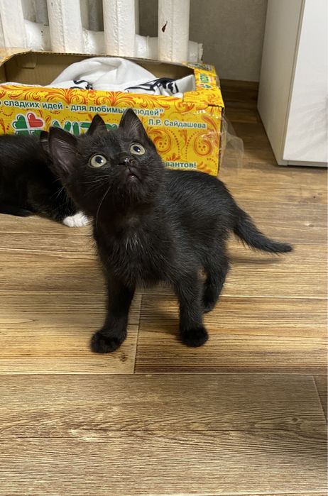 Котику срочно нужен дом