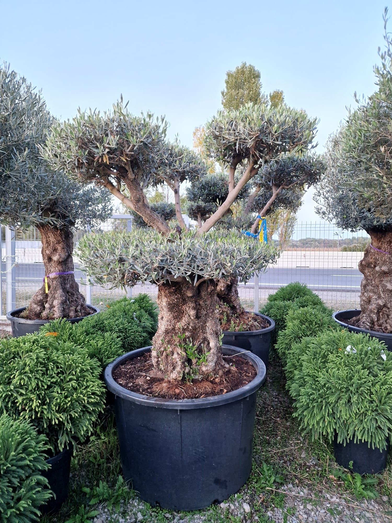 Bonsai Maslin ( olea europaea ) vand maslini , plante exotice