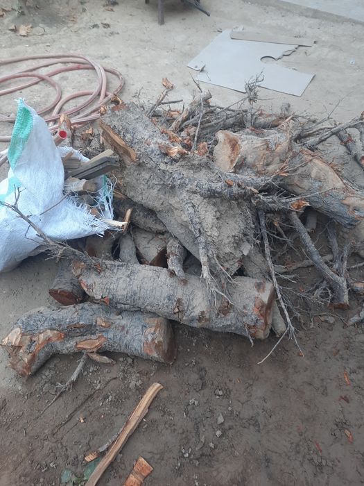 Катта тунка урик дарахтиники  ва яна к,олганлари