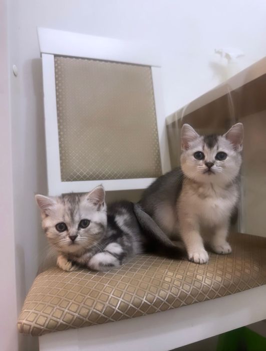 Шотландские малыши