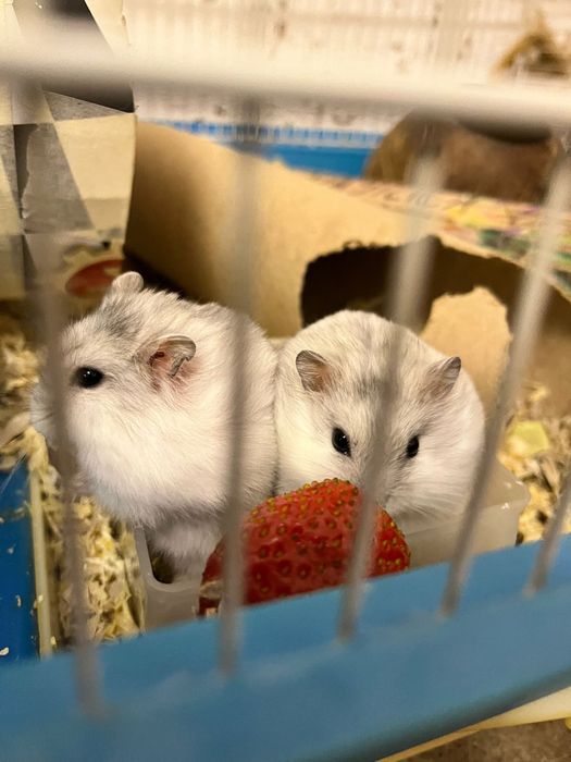 Donez 2 hamsteri