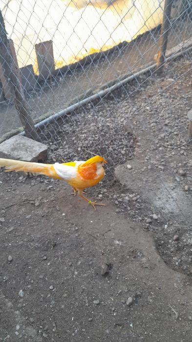 Fazani piersică și aurii pe roșu