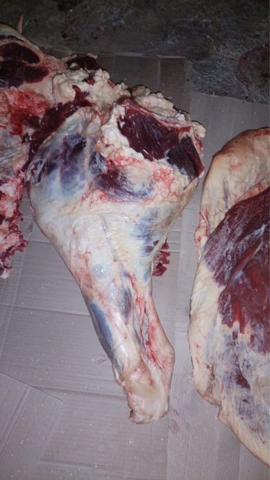 Продам говядина сыйыр еті свежый только сойылған