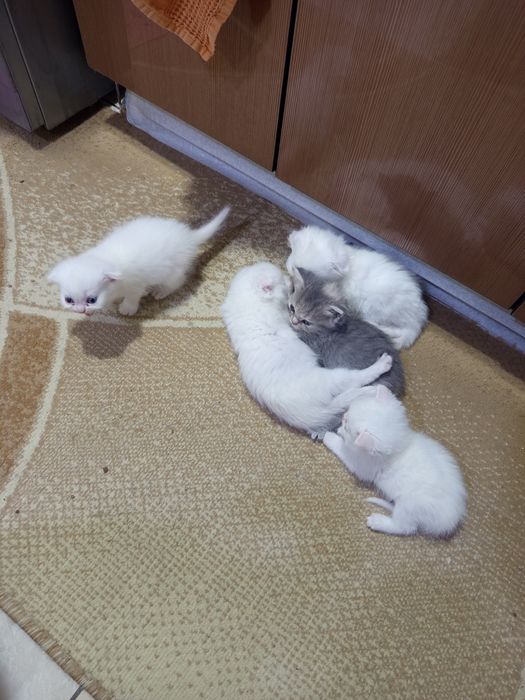 Котята скотиш страйт и фолд.