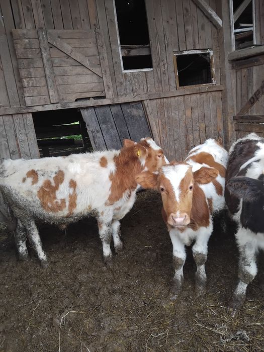 Tăurași 4 si vițele doua