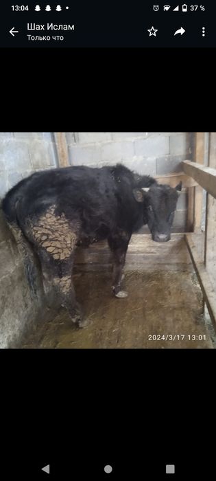 Бык По кличке Лев