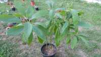 Planta exotica avocado