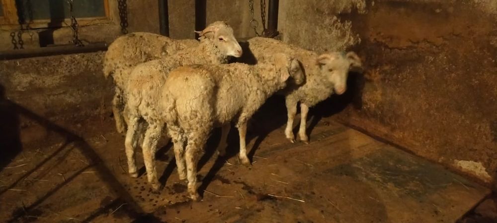 Продам кепе 4 головы цена по 48 тысяч