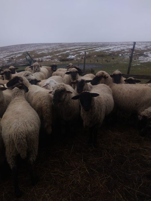 Vând oi tinere metis suffolk și hemsir