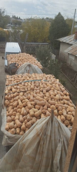 Dovleci plăcintari de vânzare. Cantitate mare.