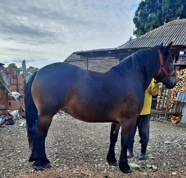 Vând mânza de 3 ani